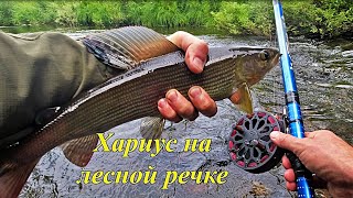 картинка: Рыбалка на ХАРИУСА/НАХОДКИ в тайге удивляют! Живая ящерица в желудке хариуса!