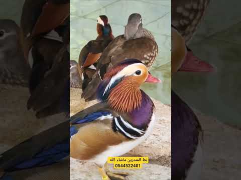 بط المندرين مندرين المندرين بط محمية محميات الاحساء الشرقيه الرياض الغربية جدة طيور