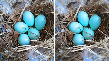 Creating a Depth of Field Effect in PaintShop Pro