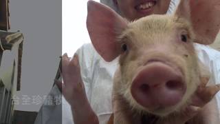 台全牧場-雲林快樂豬有身分證的安心豬肉 
