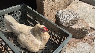 The right way for a hen to sit an eggs || How to make a hen sit on egg