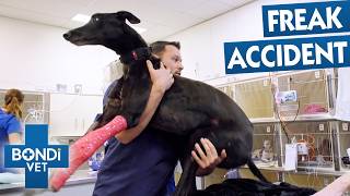 Greyhound's Playtime Ends With A Shattered Leg | Bondi Vet