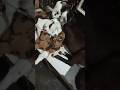 My Goat's Night Time #beautifullgoats #goat #myanimals #mygoats