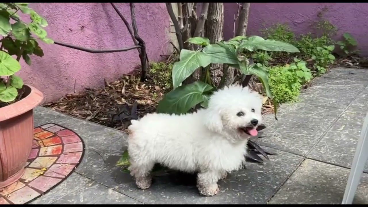 Looking Out My Back Door (Creedence)Поёт Кирилл Фирсов 