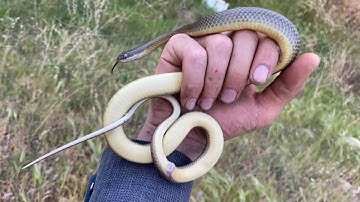 Looking for Snakes in Northern California ( Part II )