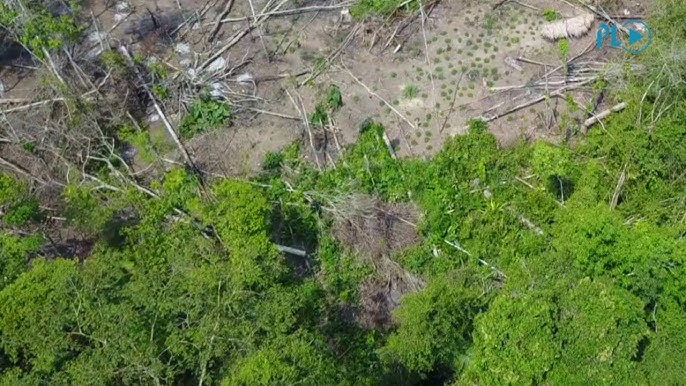 Dron capta indígenas aislados en la Amazonía brasileña | Prensa Libre -  YouTube