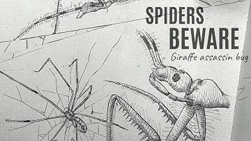 The Giraffe assassin bug - A spider