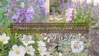 《6月の庭》日なた向き宿根草多め｜可愛い小花に癒やされる時間｜北海道の小さな庭