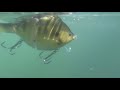 FishLab Bio Gill Wake Bait Swimming Action