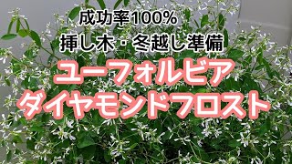 ユーフォルビアダイヤモンドフロスト 挿し木 水挿し で冬越し準備 発根率100 とても簡単です Youtube