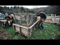 I put a Chicken Tractor on my Raised Beds, and it Worked!