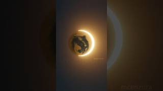 Total Solar Pedro Eclipse #Eclipse #meme #raccoon #solareclipse