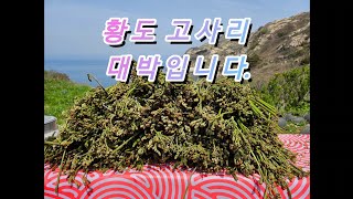 황도  고사리 첫 산행 대박입니다. #황도고사리 #황도달래 #황도섭 #황도이장 #황도흑염소