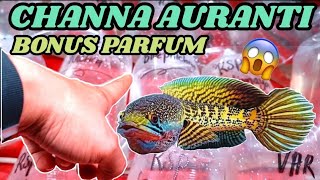 Beli ikan Channa Auranti Bonus Parfum di pasar ikan hias jatinegara | Harga Channa Auranti murah