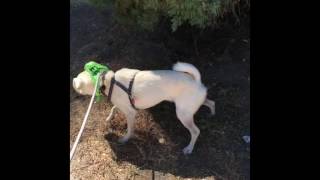 Tommy's Pet Studio & Cause for SB Paws Adoption Event 9/24/16