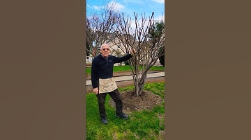 Unboxing my Wrapped up Fig Tree #shorts