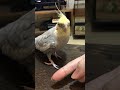 いたずらドッキリに驚くオカメインコw【カワイイ】 #Shorts