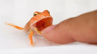 The Bullfrog That Will Bite Whatever Is In Front Of It by Petit World 829 views 4 months ago 1 minute, 41 seconds