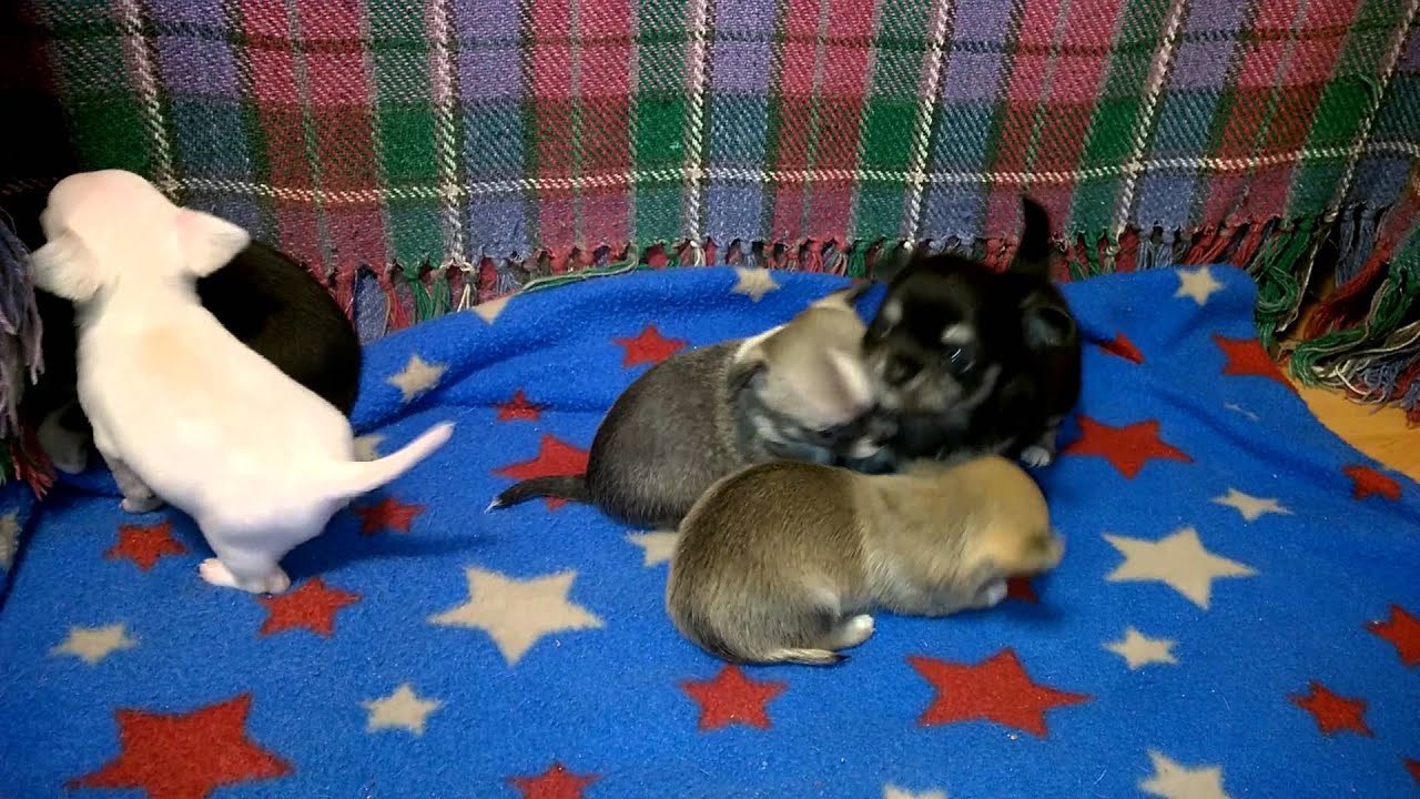 cute-4-week-old-chihuahua-puppies-youtube
