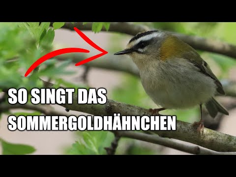 Sommergoldh hnchen Vogelstimmen lernen
