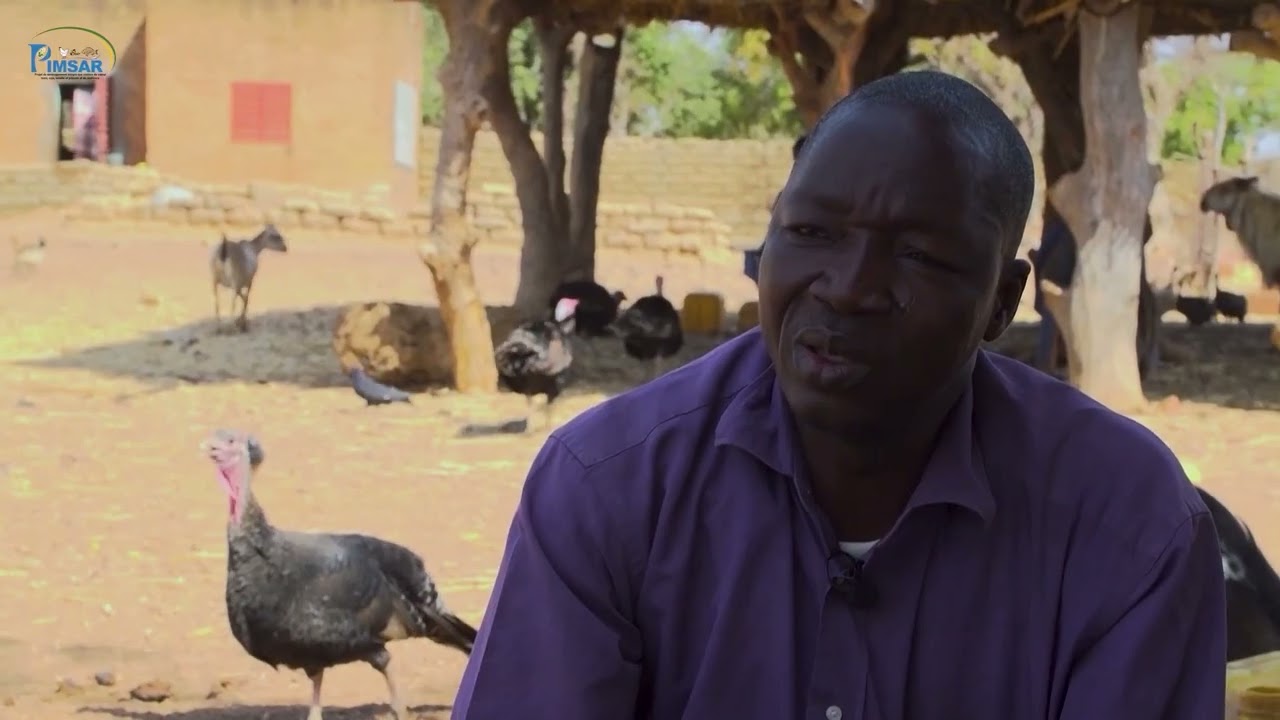 Entretien des poussins en aviculture traditionnelle améliorée Mooré