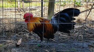 Rooster Bantam Qaib Junglefowl Mixes