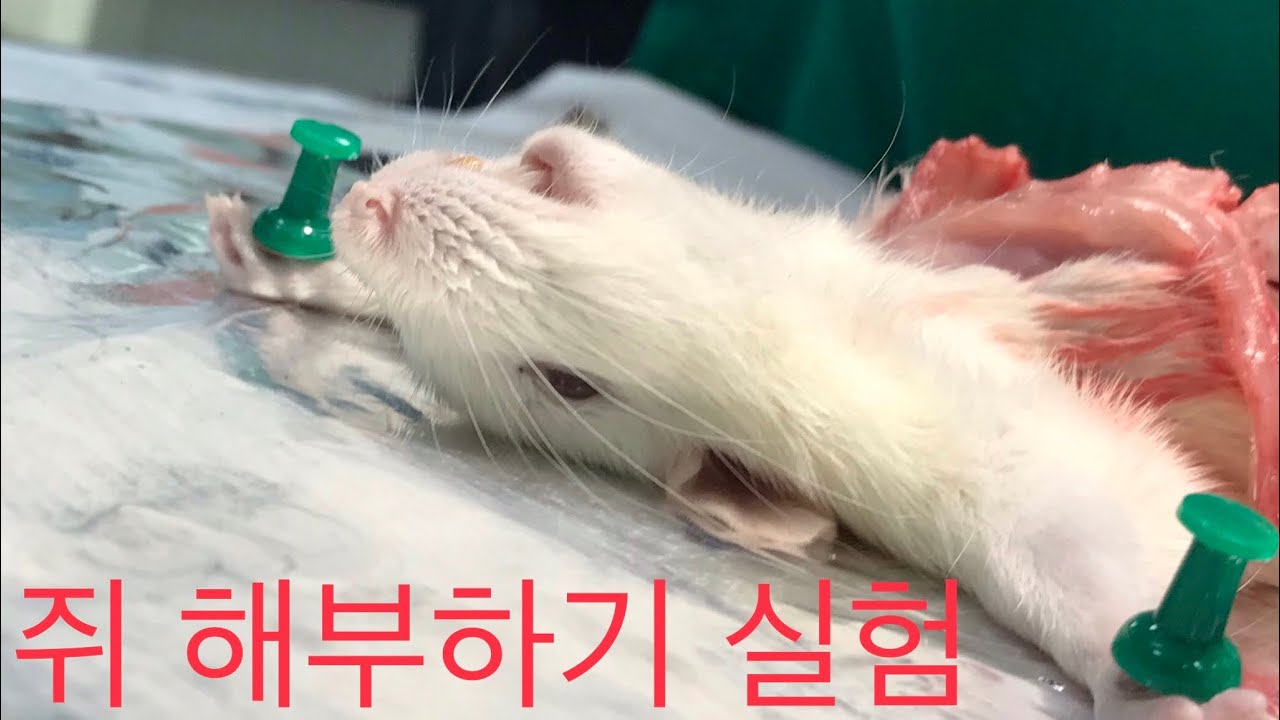 ※혐주의※ 쥐 해부 영상 / Mouse dissection YouTube
