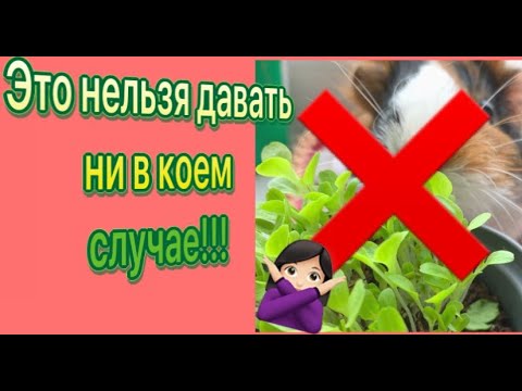 ЧТО - МОЖНО, А ЧТО - НЕЛЬЗЯ!!! Проращиваем зелень для морских свинок на подоконнике