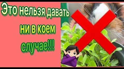 ЧТО - МОЖНО, А ЧТО - НЕЛЬЗЯ!!! Проращиваем зелень для морских свинок на подоконнике
