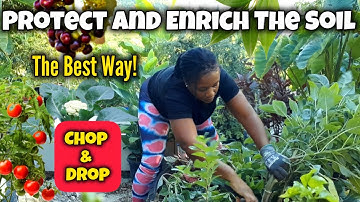 CHOP and DROP! The BEST Way To PROTECT And ENRICH The SOIL! Centuries Old Garden Hack!