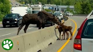 Baby Moose Saved by Kind Strangers 🥺