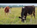 Improving Cattle Weight and Health Through Solar Powered Pond Aeration | Missouri Wind and Solar