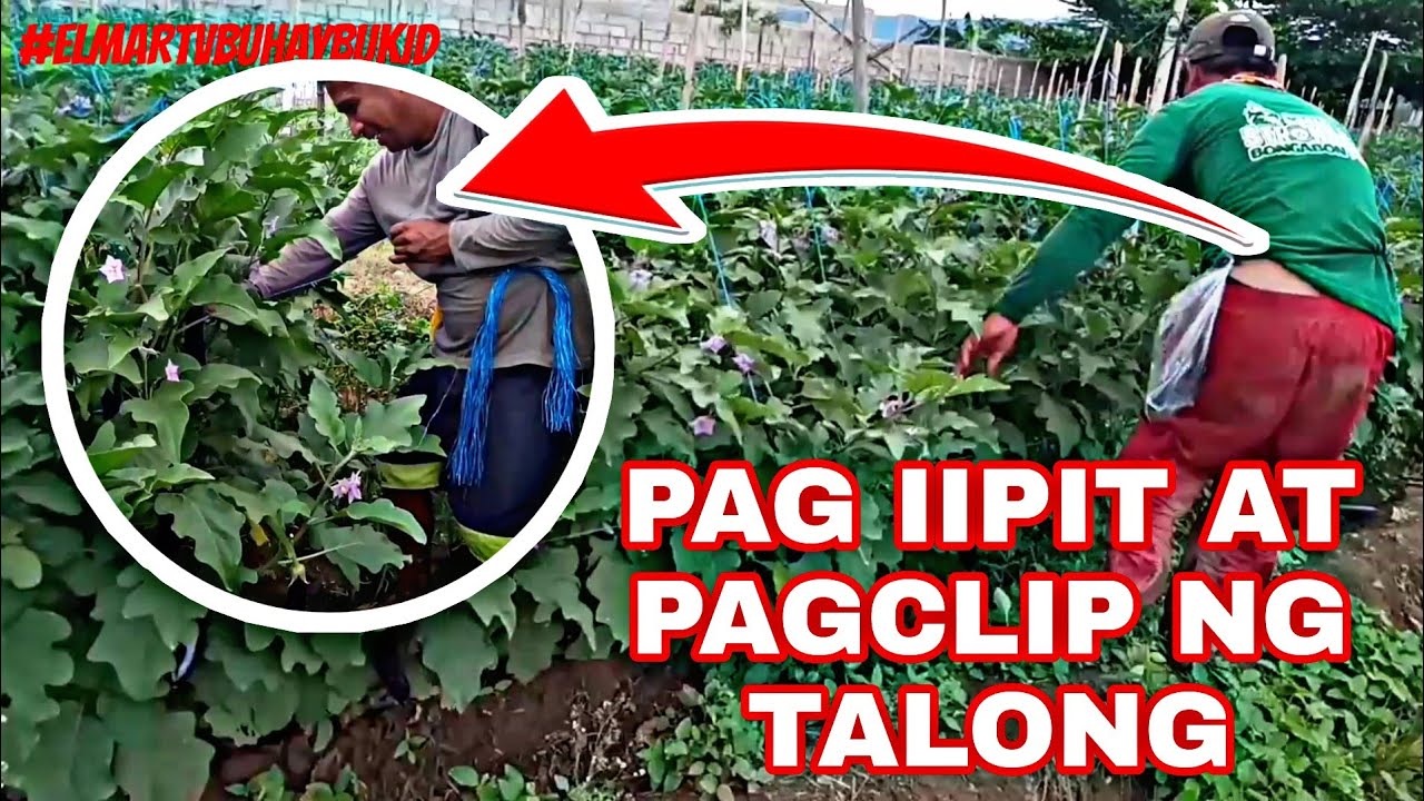 🔴PAANO MAG IPIT AT MAGTALI NG TALONG CALIXTO F1