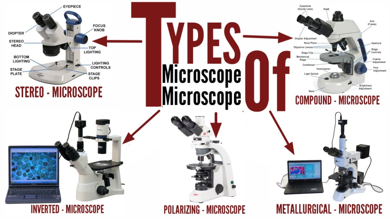Microsc stereo microscope/compund microscope/inverted microscope/metallurgical ...