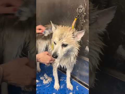 Video: Scopri come ottenere i migliori risultati dal tuo cane Groomer