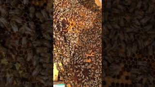 Kovan kontrolü #beekeeping #bee #arı #aricilik #anaarı #belfast #karniyol #f1 #youtubevideo #shorts