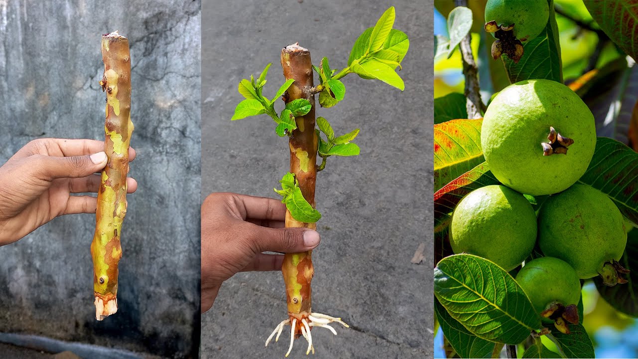Very Unique Techniques How to propagate guava tree from cuttings growing guava tree from