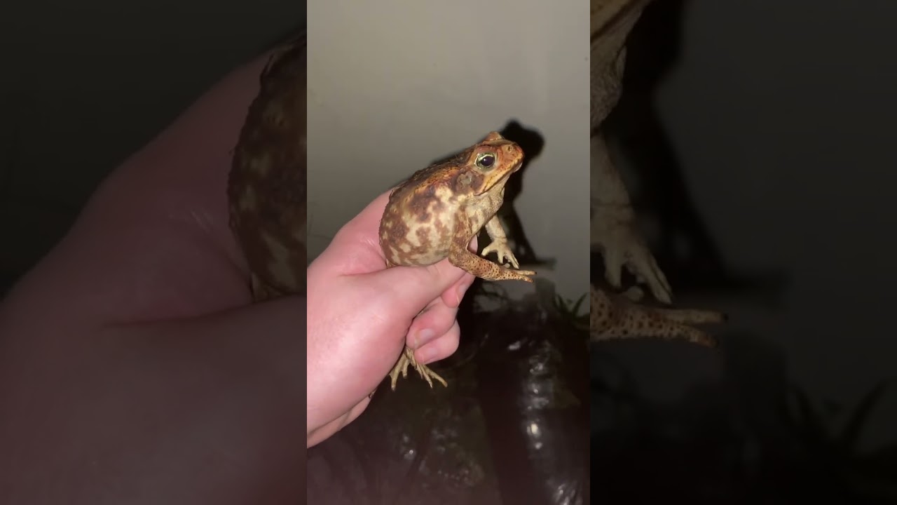 Toad found in Panama