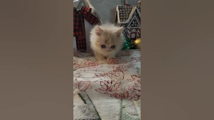 Video 6744851: white male persian kitten, cream persian kitten