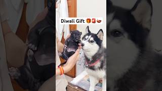 Puppy Surprise on Diwali 🚨🪔 #shorts #dog #husky #trendingsong #rottweiler