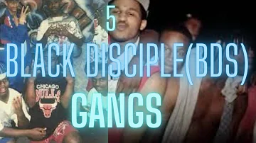 5 Black Disciple Gangs (BDs) | Chicago | Part 1
