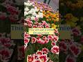 Keukenhof Tulip Show Netherlands #travel #travelvlog #fun #jamaicanvlogger #vacation #netherlands