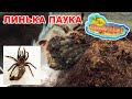 Линька паука птицееда(Lasiodora parahybana). Паук линяет. Spider molt.