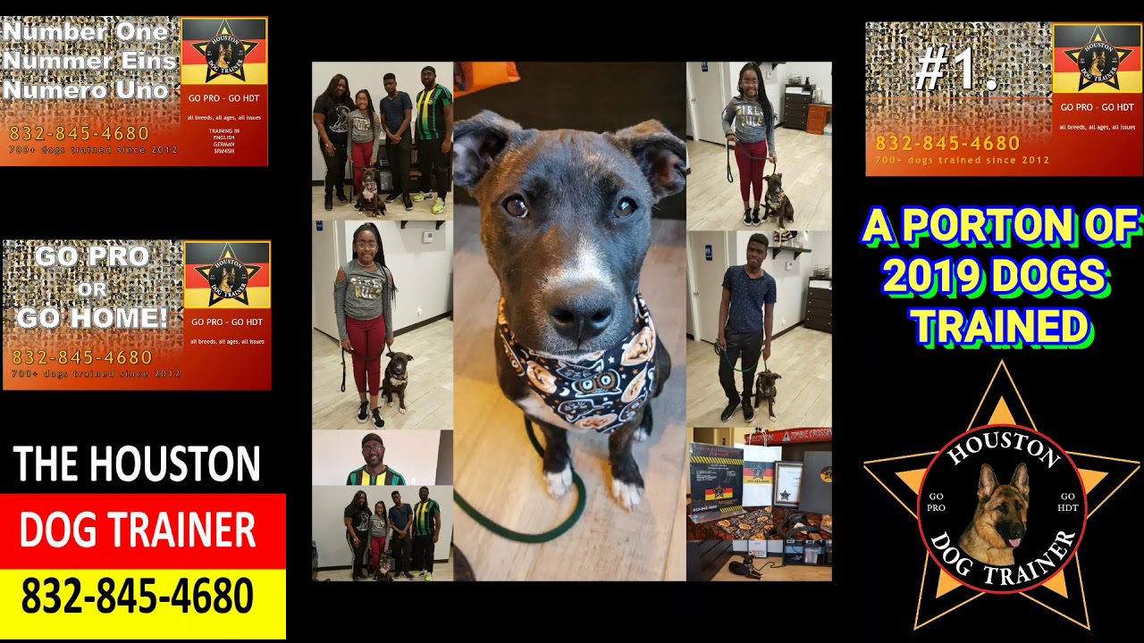 all breeds dog training