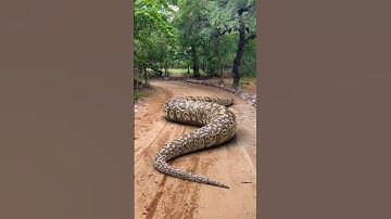 Anaconda snake chasing Boy Video #shorts
