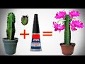 incredibile trucco per ottenere un cactus fiorito "effeto bonsai", euphorbia, natalina, dragon fruit