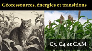 C3, C4, and CAM Photosynthesis