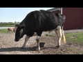 Sanctuary a forever home for 160 pigs, horses, sheep, turkeys... Sanctuary a forever home for 160 pigs, horses, sheep, turkeys...