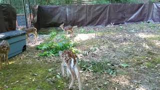 RRWR Fawn Playtime! by River Rock Wildlife Rehab #RRWR 79 views 5 years ago 1 minute, 8 seconds