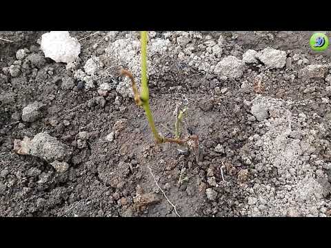 Посадка винограда осенью ( Planting grapes in autumn )